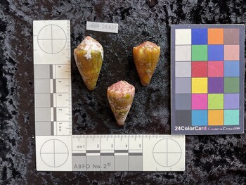 30.5x19x26.5 dorsal photo thumbnail