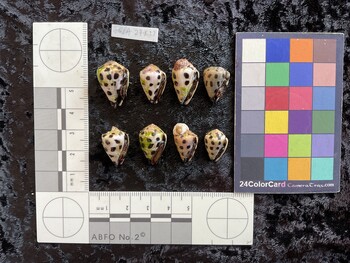 ventral possible photo thumbnail