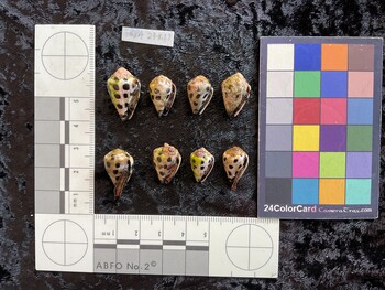 ventral possible photo thumbnail