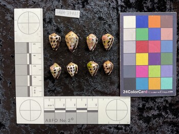 ventral possible photo thumbnail