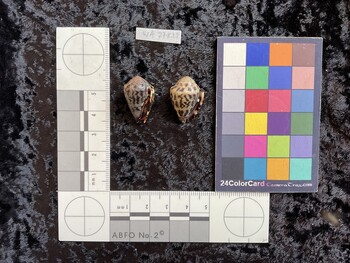 23.5x15.5x18 ventral photo thumbnail