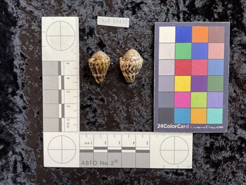 23.5x15.5x18 dorsal photo thumbnail