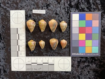 ventral possible photo thumbnail
