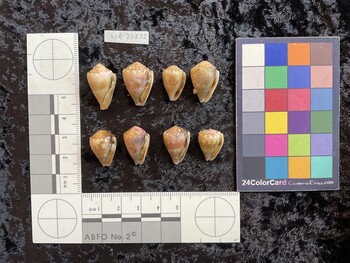 ventral possible photo thumbnail