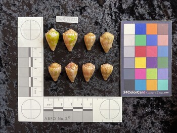 dorsal possible photo thumbnail