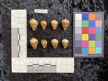 ventral possible photo thumbnail