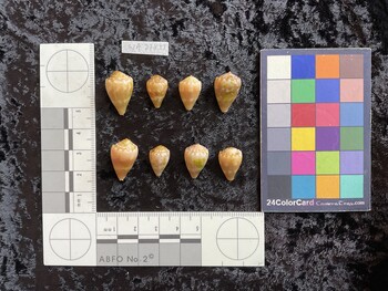 dorsal possible photo thumbnail