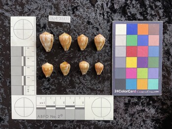 ventral possible photo thumbnail