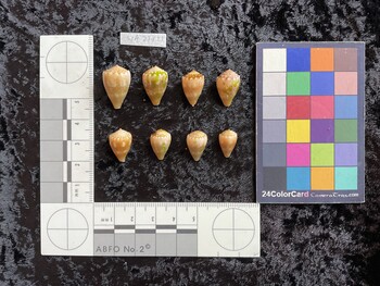 dorsal possible photo thumbnail