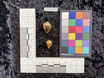 ventral possible photo thumbnail