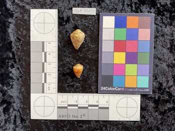 dorsal possible photo thumbnail