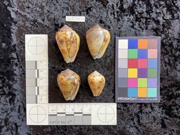 ventral possible photo thumbnail