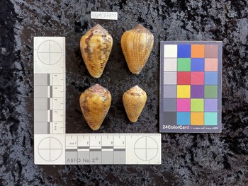 dorsal possible photo thumbnail