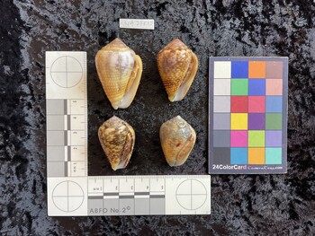 ventral possible photo thumbnail