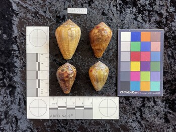dorsal possible photo thumbnail