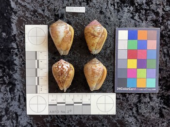 ventral possible photo thumbnail