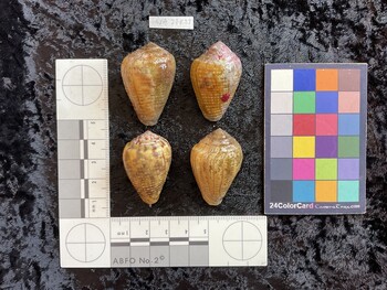 dorsal possible photo thumbnail