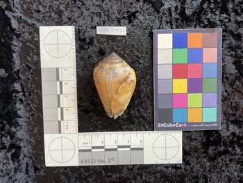 ventral possible photo thumbnail