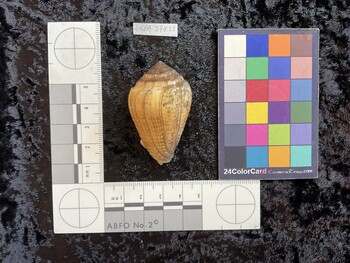 dorsal possible photo thumbnail