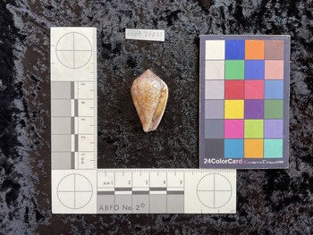 34.5x20x28 ventral photo thumbnail