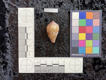 34.5x20x28 dorsal photo thumbnail