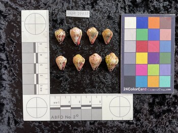 ventral possible photo thumbnail