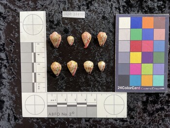 ventral possible photo thumbnail
