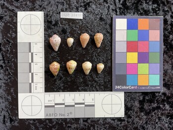 dorsal possible photo thumbnail