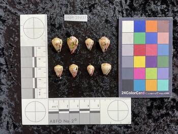 ventral possible photo thumbnail