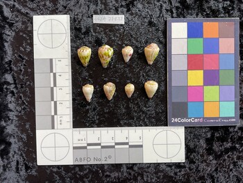 dorsal possible photo thumbnail