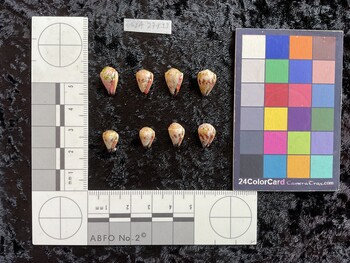 ventral possible photo thumbnail