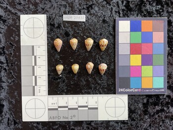 dorsal possible photo thumbnail