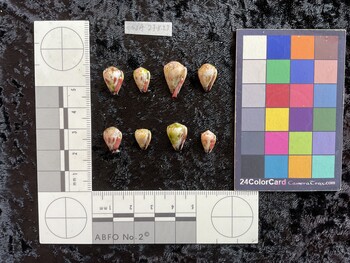 ventral possible photo thumbnail