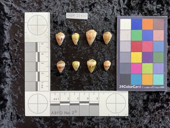 dorsal possible photo thumbnail
