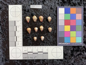 ventral possible photo thumbnail