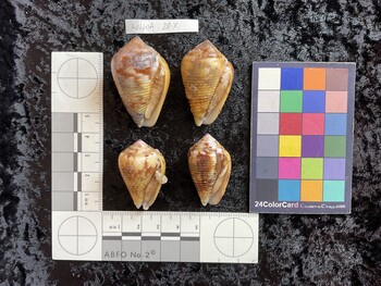 ventral possible photo thumbnail