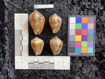 ventral possible photo thumbnail