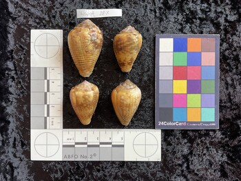 dorsal possible photo thumbnail