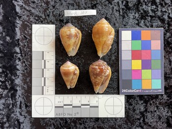 ventral possible photo thumbnail