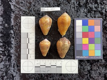 dorsal possible photo thumbnail