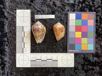 ventral possible photo thumbnail