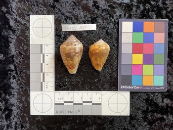 dorsal possible photo thumbnail