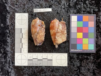 53.5x26.5x47 ventral photo thumbnail