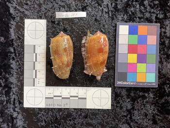 53.5x26.5x47 dorsal photo thumbnail