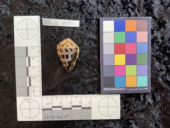 33x21.5x26 ventral photo thumbnail