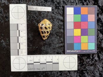 33x21.5x26 dorsal photo thumbnail