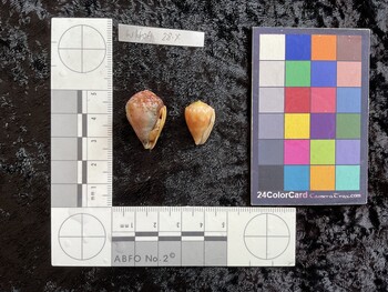 25x17x19 ventral photo thumbnail