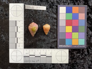 25x17x19 dorsal photo thumbnail