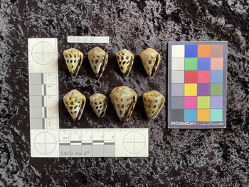 ventral possible photo thumbnail