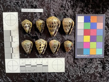 ventral possible photo thumbnail